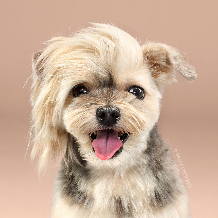 HAIRY-before-and-after-transformations-of-dog-haircuts-57940a6be6e1b__700