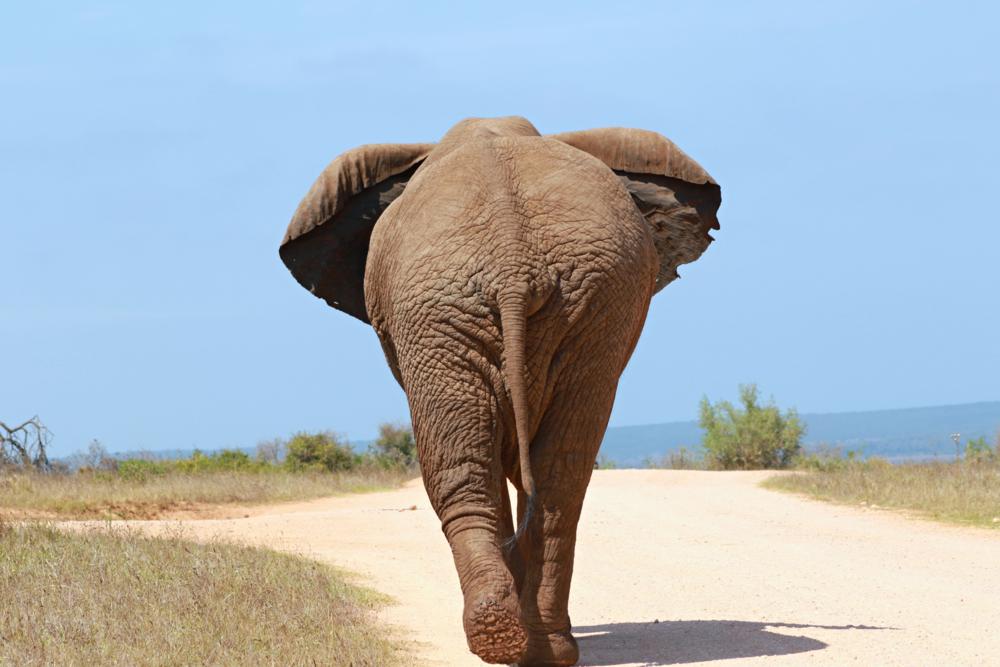 Afrika, Addo Nemzeti Park, 600 vad elefánt lakóhelye