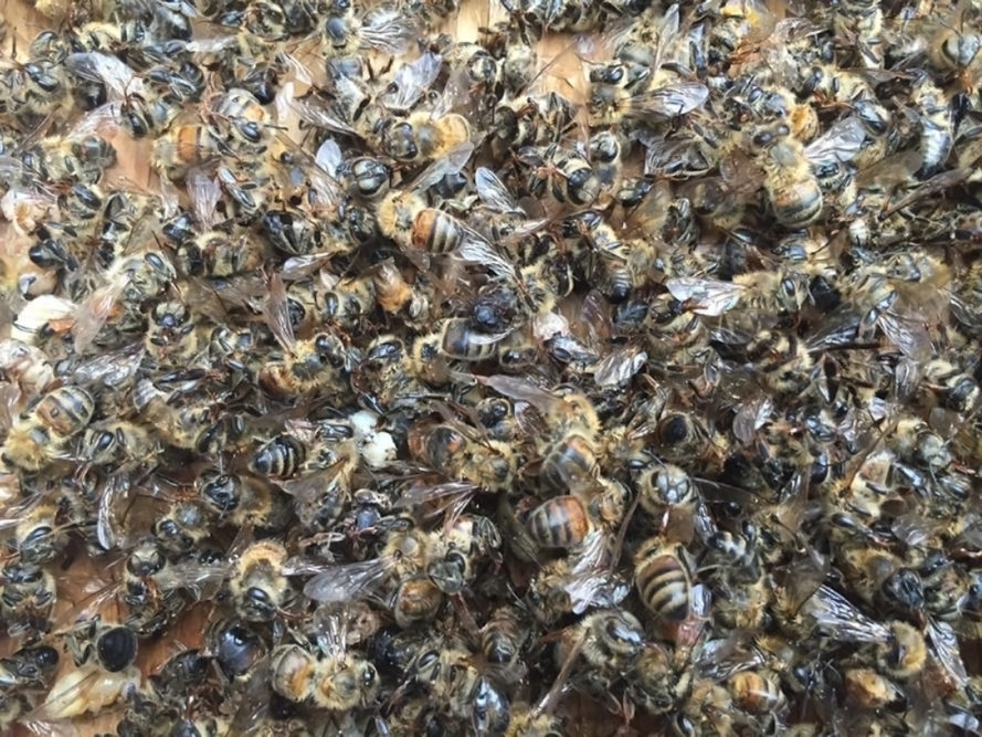 flowertown-bee-deaths01-889x667