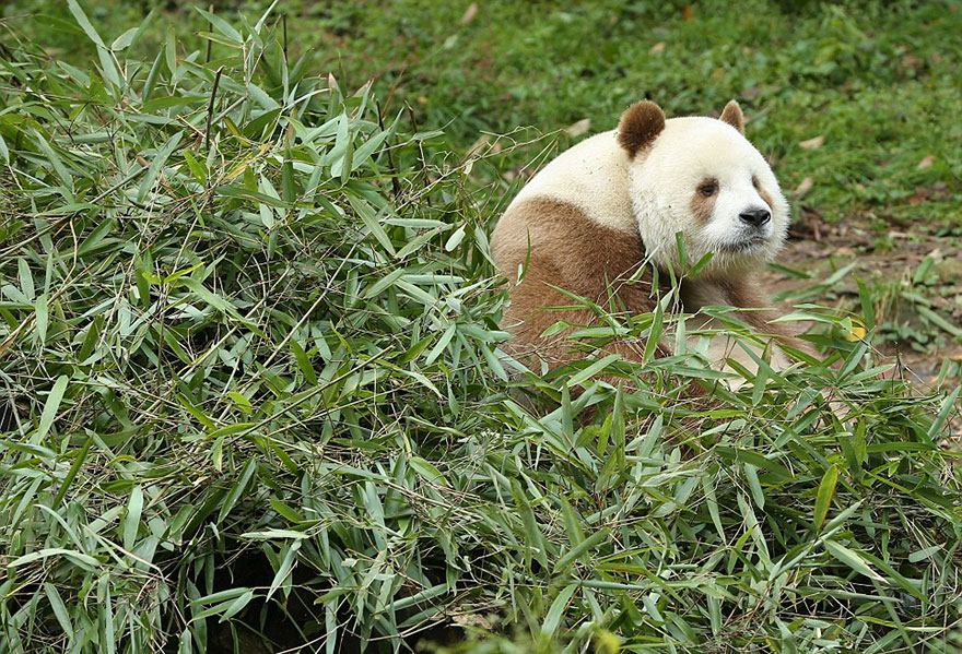 abandoned-brown-panda-qizai-1