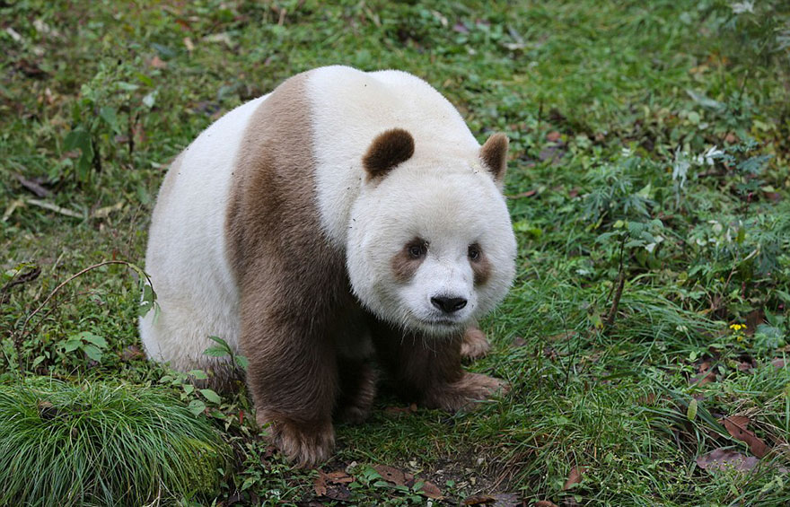 abandoned-brown-panda-qizai-4 (1)
