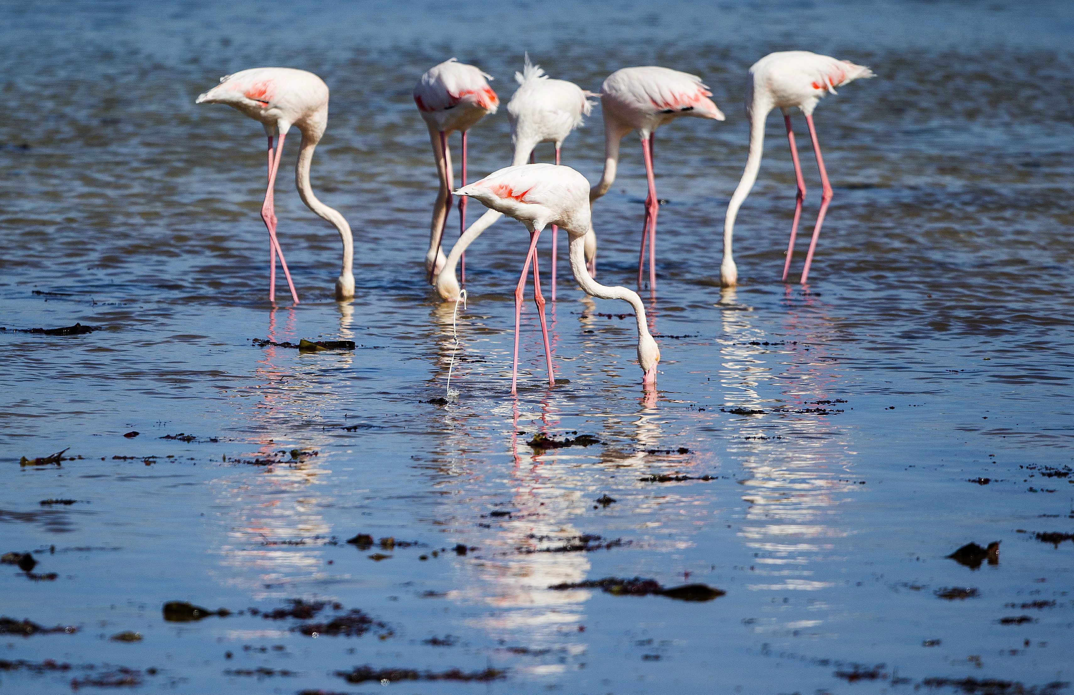 Flamingók táplálkoznak a sekély vízben a Fokváros mellett fekvõ Kommetjie tengerpartján 2016. április 26-án. Fotó: MTI/EPA/Nic Bothma