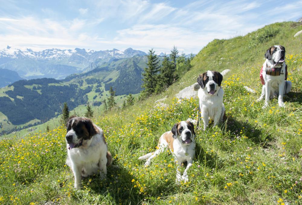 Bernáthegyi kutyák találkozója a svájci Stanserhorn-hegyen, Stans közelében 2016. július 30-án. A találkozót a Barry Alapítvány, a fajta egyik legrégebbi tenyésztõje szervezte. Fotó: MTI/EPA/Urs Flüeler
