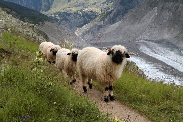 valais-blacknose-sheep-18-5810a86e96571__700