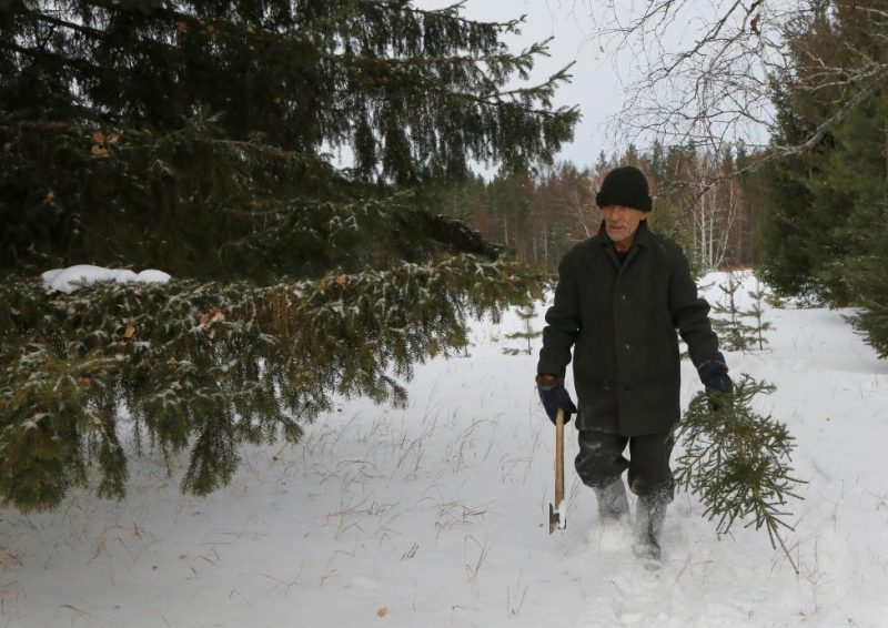 Baburin carries fir tree which was cut for New Year and Christmas decoration in Taiga wood near remote Siberian village of Mikhailovka