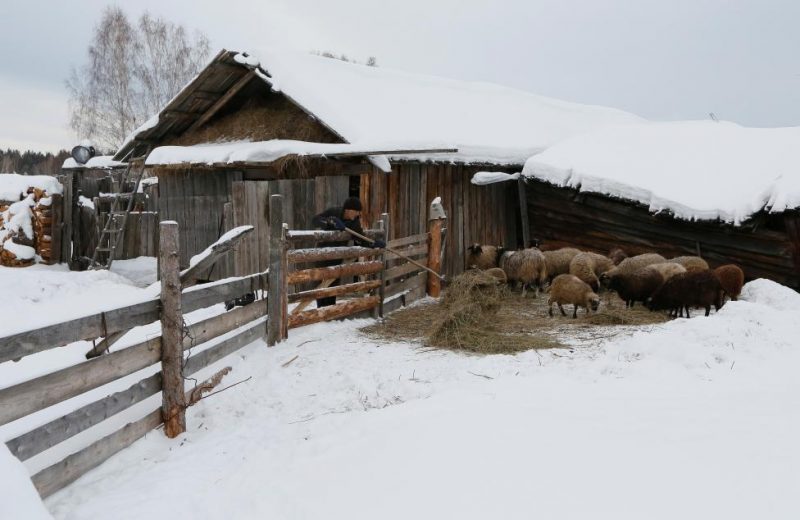 Baburin feeds sheeps at court yard of his house in remote Siberian village of Mikhailovka