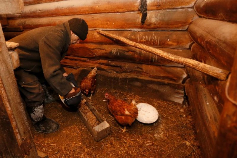 Baburin feeds hens at court yard of his house in remote Siberian village of Mikhailovka