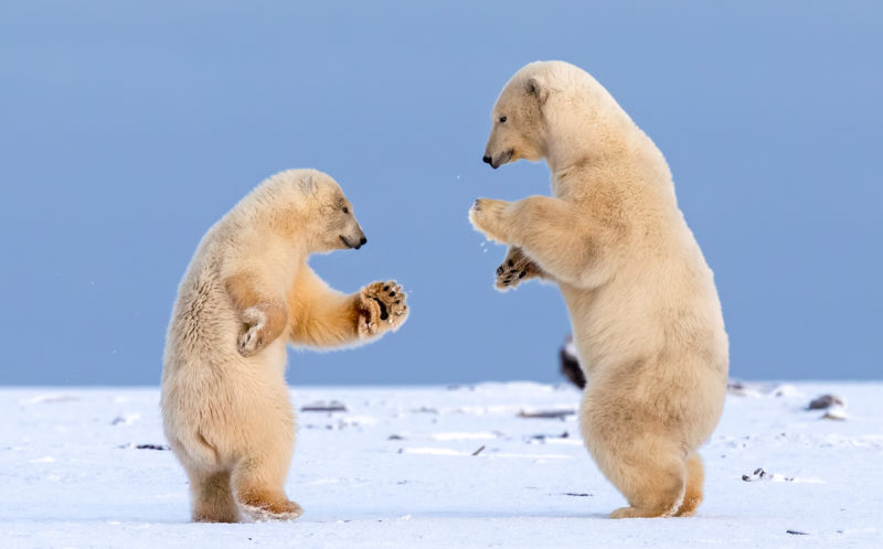DANCING POLAR BEARS