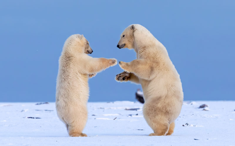 DANCING POLAR BEARS