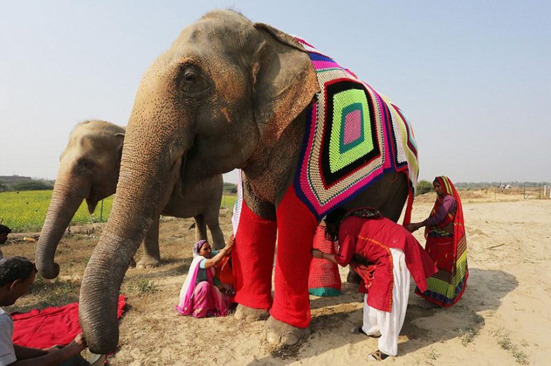 people-knit-giant-sweaters-rescue-elephants-14