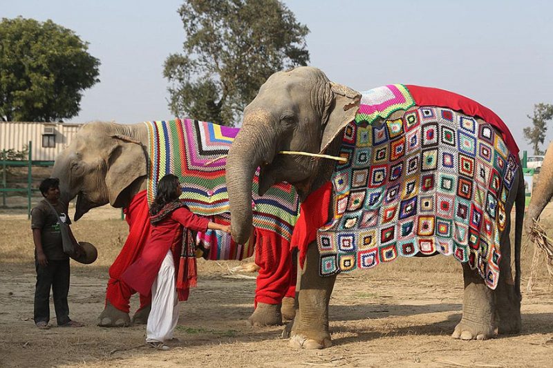people-knit-giant-sweaters-rescue-elephants-6