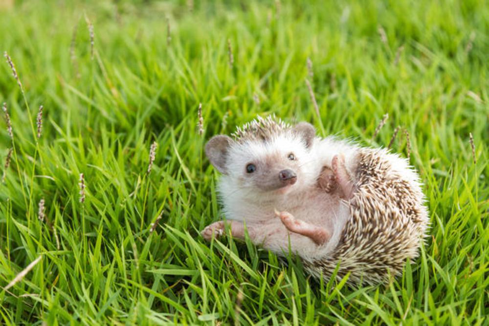 Hedgehog in the garden , African pygmy hedgehog