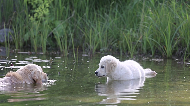 Labrador apuka így tanítja úszni kicsinyeit – Mi is segítünk néhány ötlettel 1