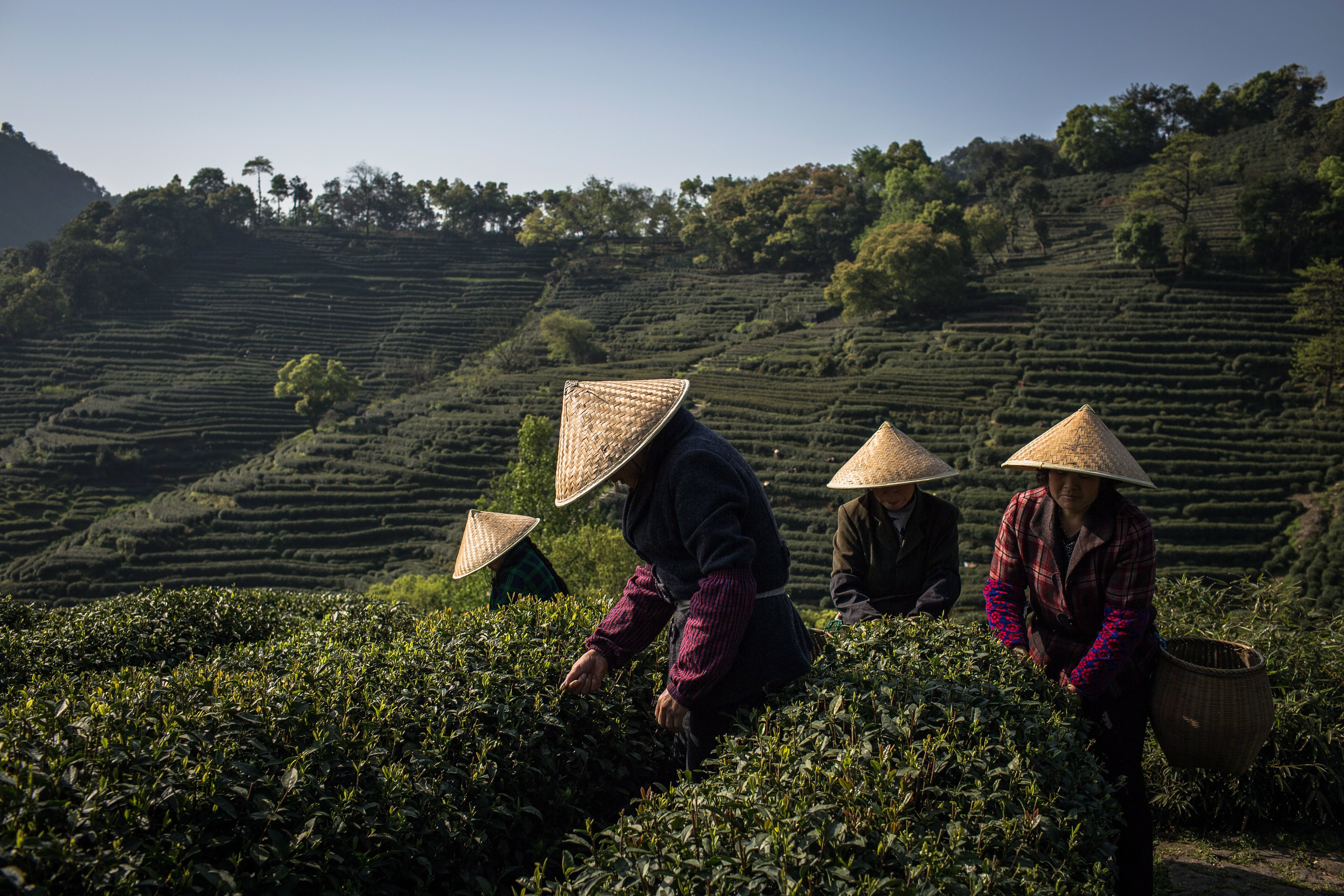 Сбор китайского чая. Чайные плантации пуэра в Китае. Чайный куст Индокитай. Чайные горы. Китай чай Эстетика.