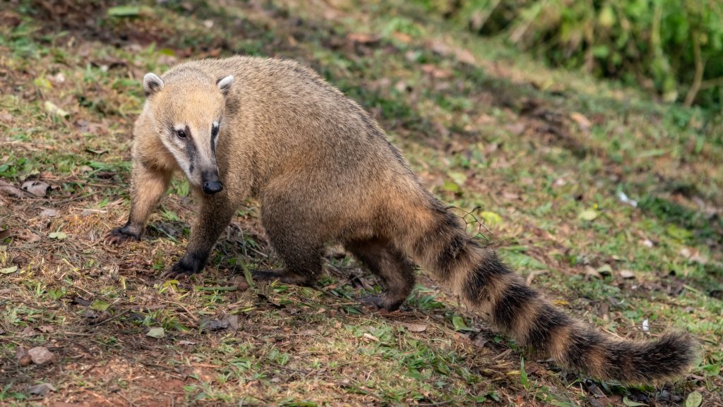 Coati standing on a leaf-covered forest floor, facing the camera with its long striped tail trailing behind.
