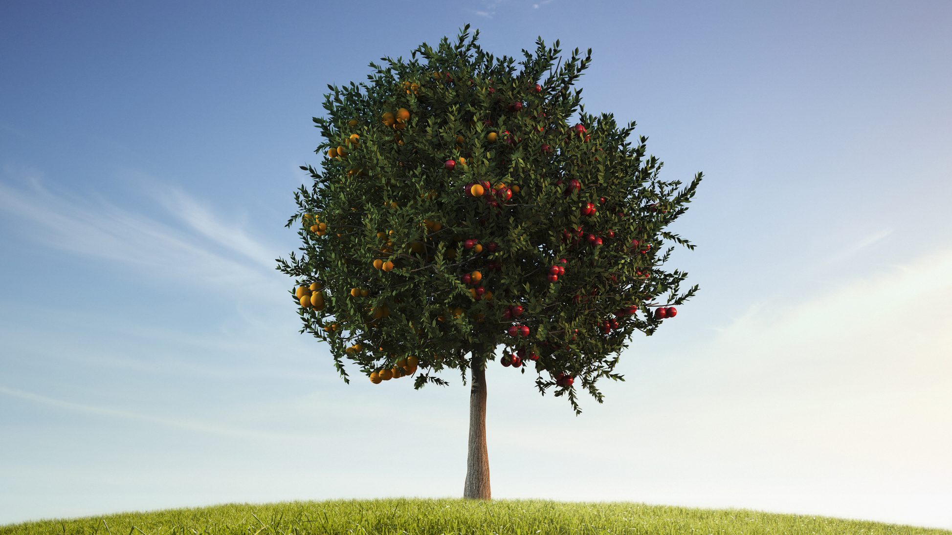 Tree with ripe yellow and red apples on a central trunk, set on a grassy hill under a clear blue sky? (informative alt)